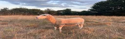 Sheep livestock for sale: Romney Ewe  in Ashford - Advert 2