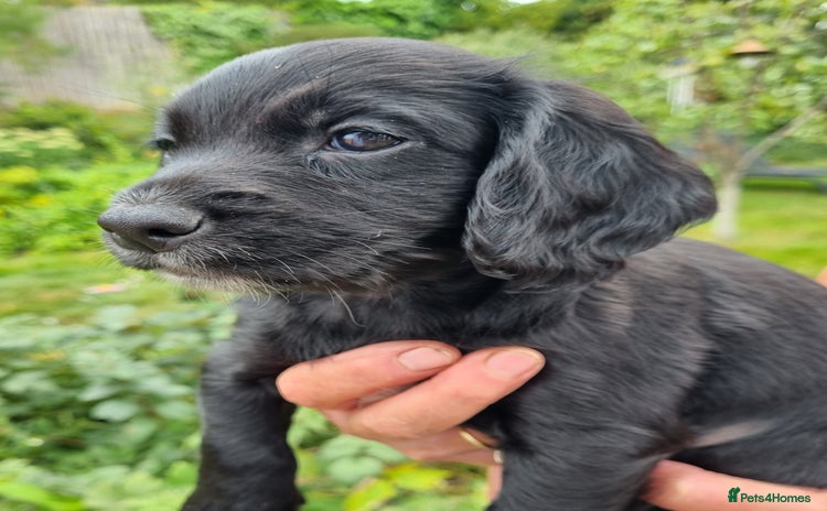 Cocker Spaniel dogs - Advert 2