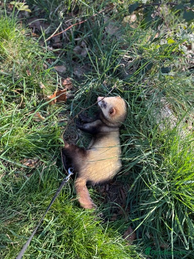 Gallery Image {{count}}