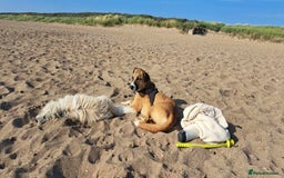 Mixed Breed dogs for adoption: Meet Albie, currently residing in Derbyshire  - Image 4