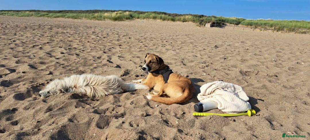 Mixed Breed dogs for adoption: Meet Albie, currently residing in Derbyshire  - Image 4