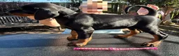 Dobermann dogs for sale: Stunning KC reg Doberman puppies  - Advert 8