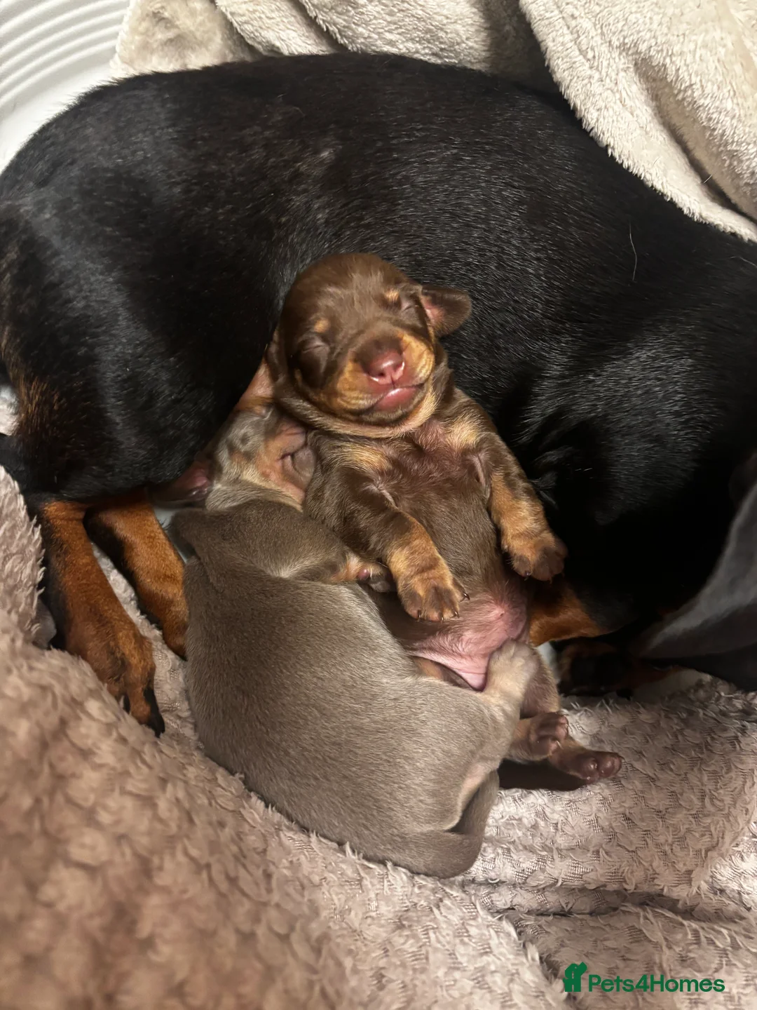 Chiweenie dogs for sale: Gorgeous chiweenie puppies - Advert 4