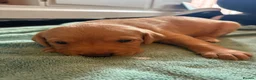 Labrador Retriever dogs for sale: Gorgeous fox red/ black kc Labrador puppies 🐶  - Advert 5