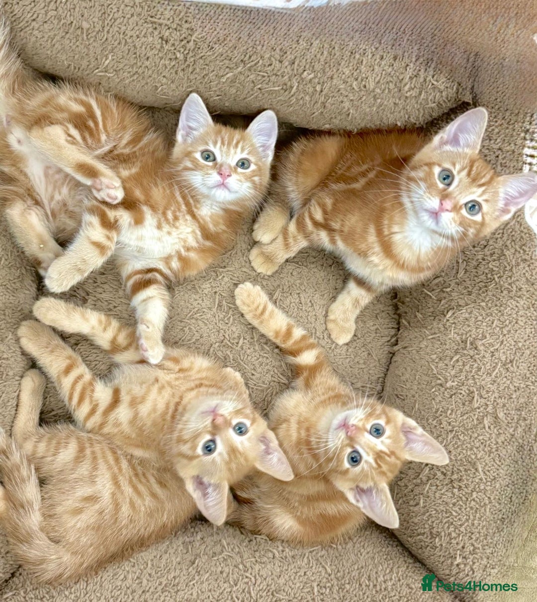 Mixed Breed cats for sale: LOVELY KITTENS  - Advert 13