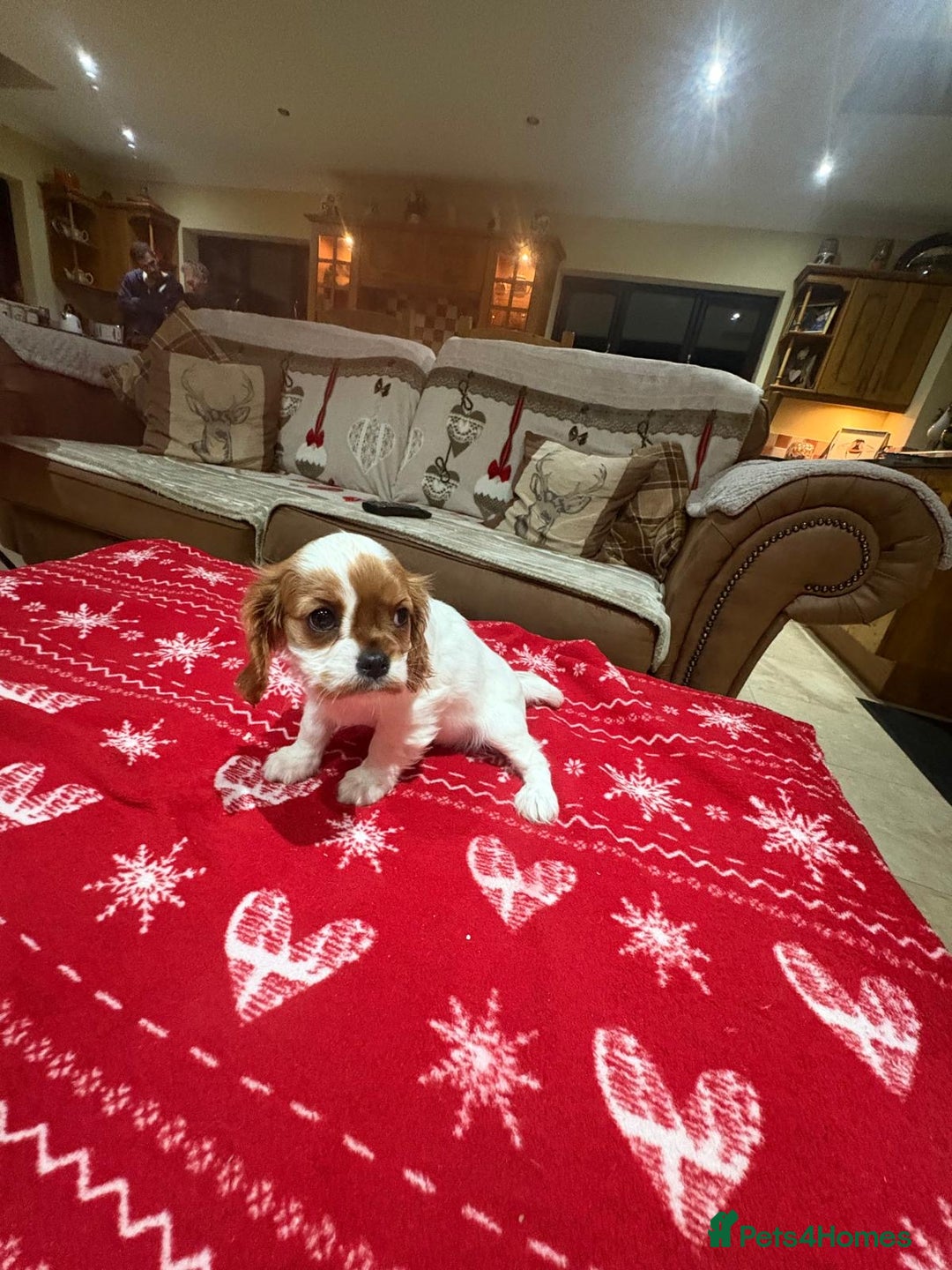 Cavalier King Charles Spaniel dogs for sale: Cavalier King Charles Spaniel  - Advert 13