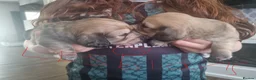 Miniature Dachshund dogs for sale: Stunning litter of Lh mini dachshunds  - Advert 8