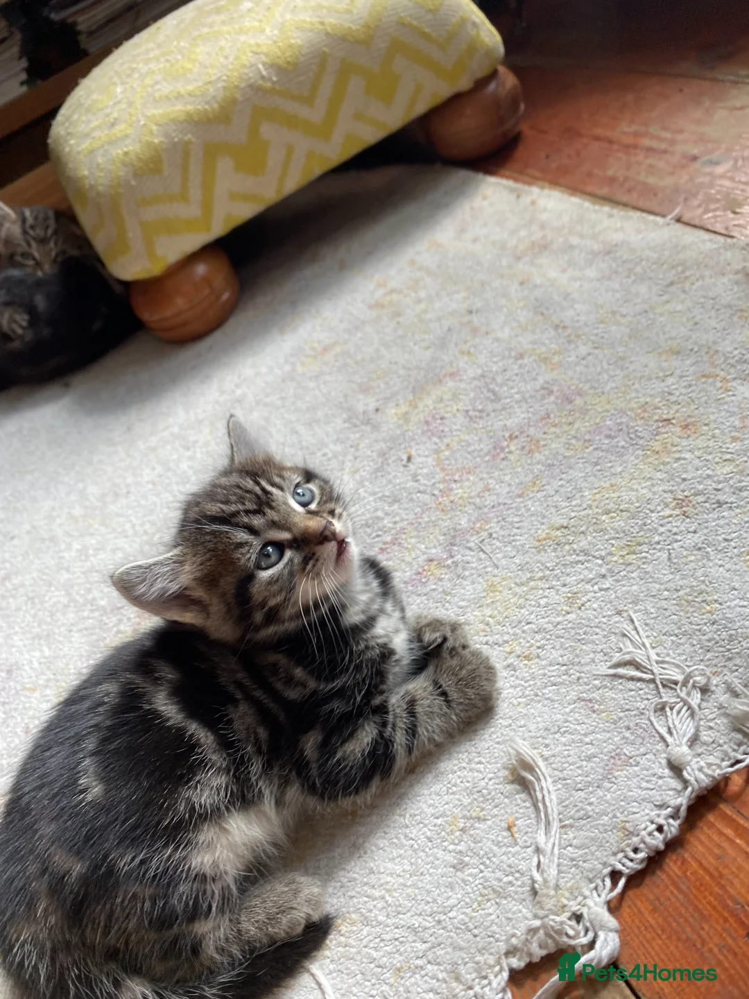 Mixed Breed cats for sale: Bengal Male kitten 3 weeks old - Advert 12