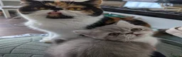 Exotic cats for sale: Beautiful exotic kittens - last beautiful boy  - Advert 11