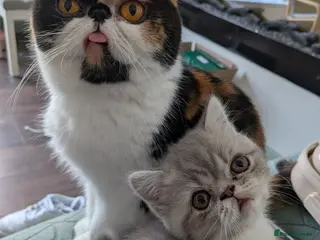 Exotic cats Beautiful exotic kittens - ready now - Advert 12