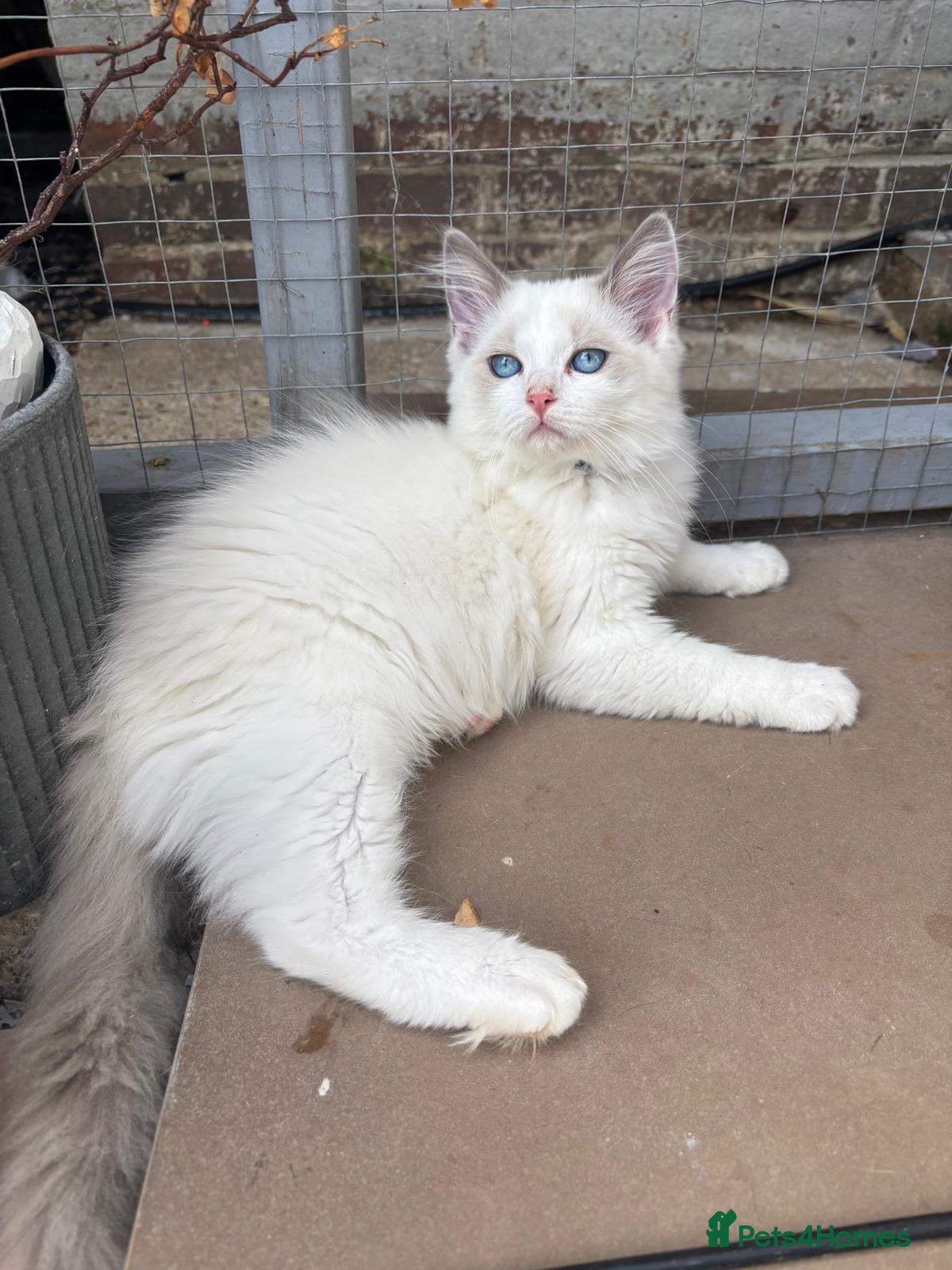 Ragdoll cats My last boy ragdoll  - Advert 1