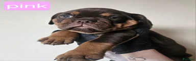 Olde English Bulldogge 8