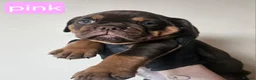 Olde English Bulldogge dogs for sale: Olde English Bulldoge litter of 8 - Advert 31