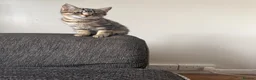 Mixed Breed cats for sale: 🐾 Beautiful Little Female Kitten 🐾❤️ - Advert 4