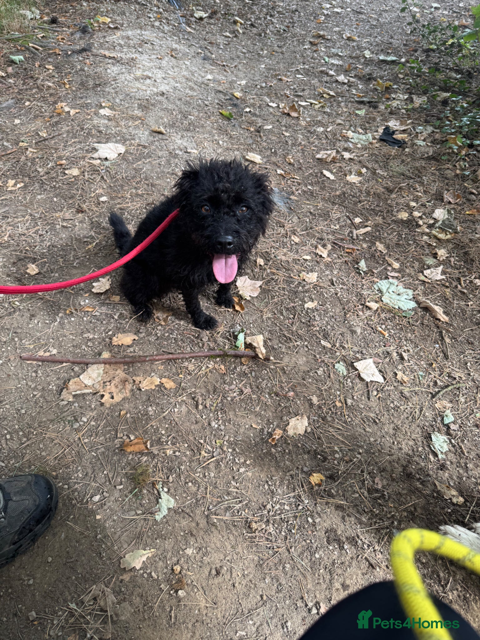 Patterdale Terrier dogs 4yr old Patterdale Terrier - Advert 6