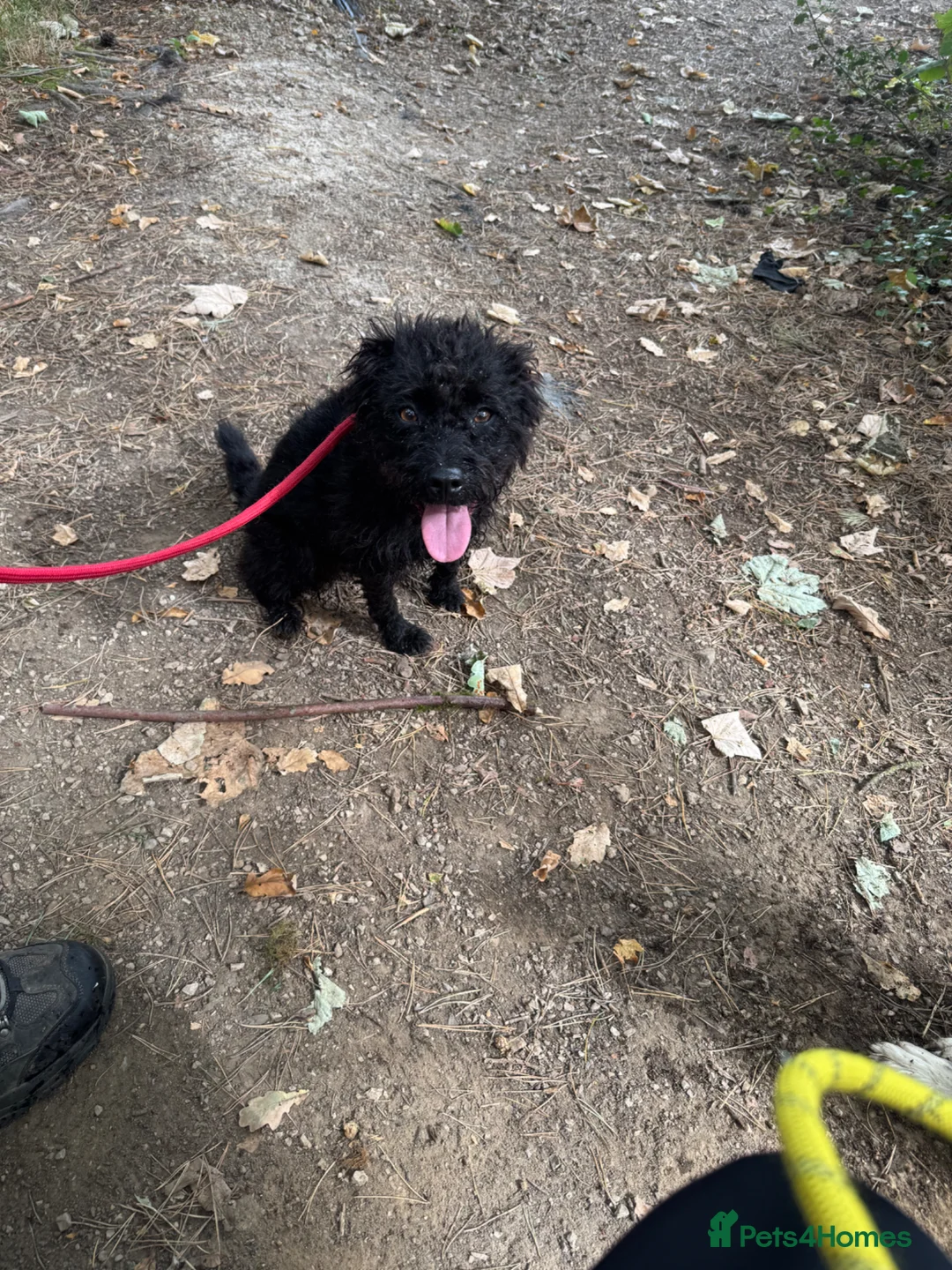 Patterdale Terrier dogs for sale: 4yr old Patterdale Terrier - Advert 1