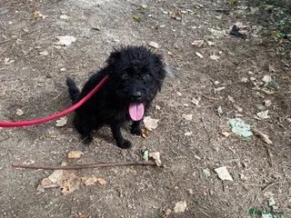 Patterdale Terrier dogs 4yr old Patterdale Terrier - Advert 8