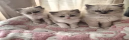 Ragdoll cats for sale: Beautiful Ragdoll kittens - Advert 16