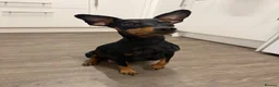 Mixed Breed dogs for sale: Miniature pincher X whipett ( Mini Whips)  in Wadhurst - Advert 3