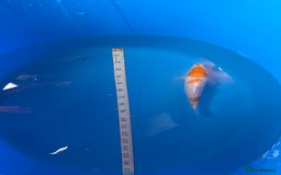 Koi Carp fish for sale: Mix of koi  - Image 2
