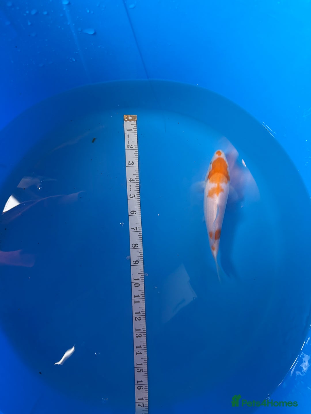 Koi Carp fish for sale: Mix of koi  - Image 2