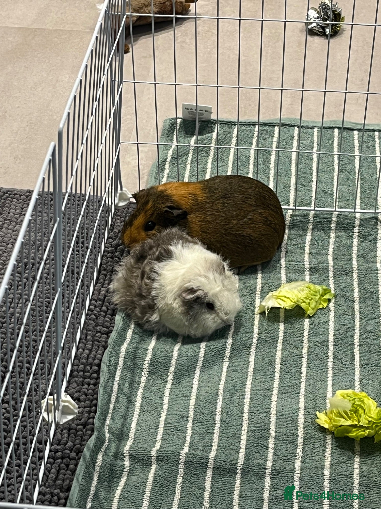 Guinea Pig rodents 3 female guinea pigs looking for a good home - Advert 2