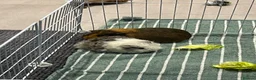 Guinea Pig rodents for sale: 3 female guinea pigs looking for a good home - Advert 2