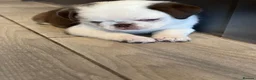 Pug dogs for sale: Beautiful Exotic Pug Puppies - Advert 9
