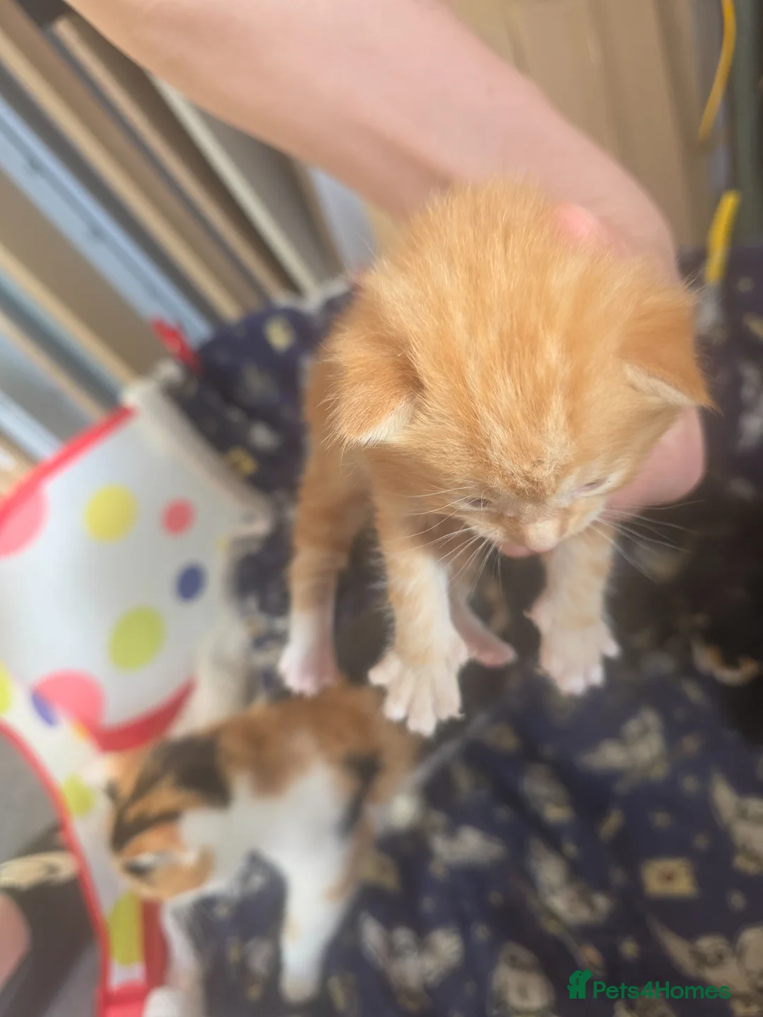 Mixed Breed cats for sale: Little kittens are looking for new homes. - Advert 1