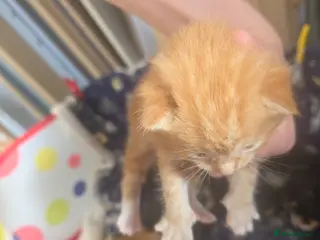 Mixed Breed cats Little kittens are looking for new homes. - Advert 1