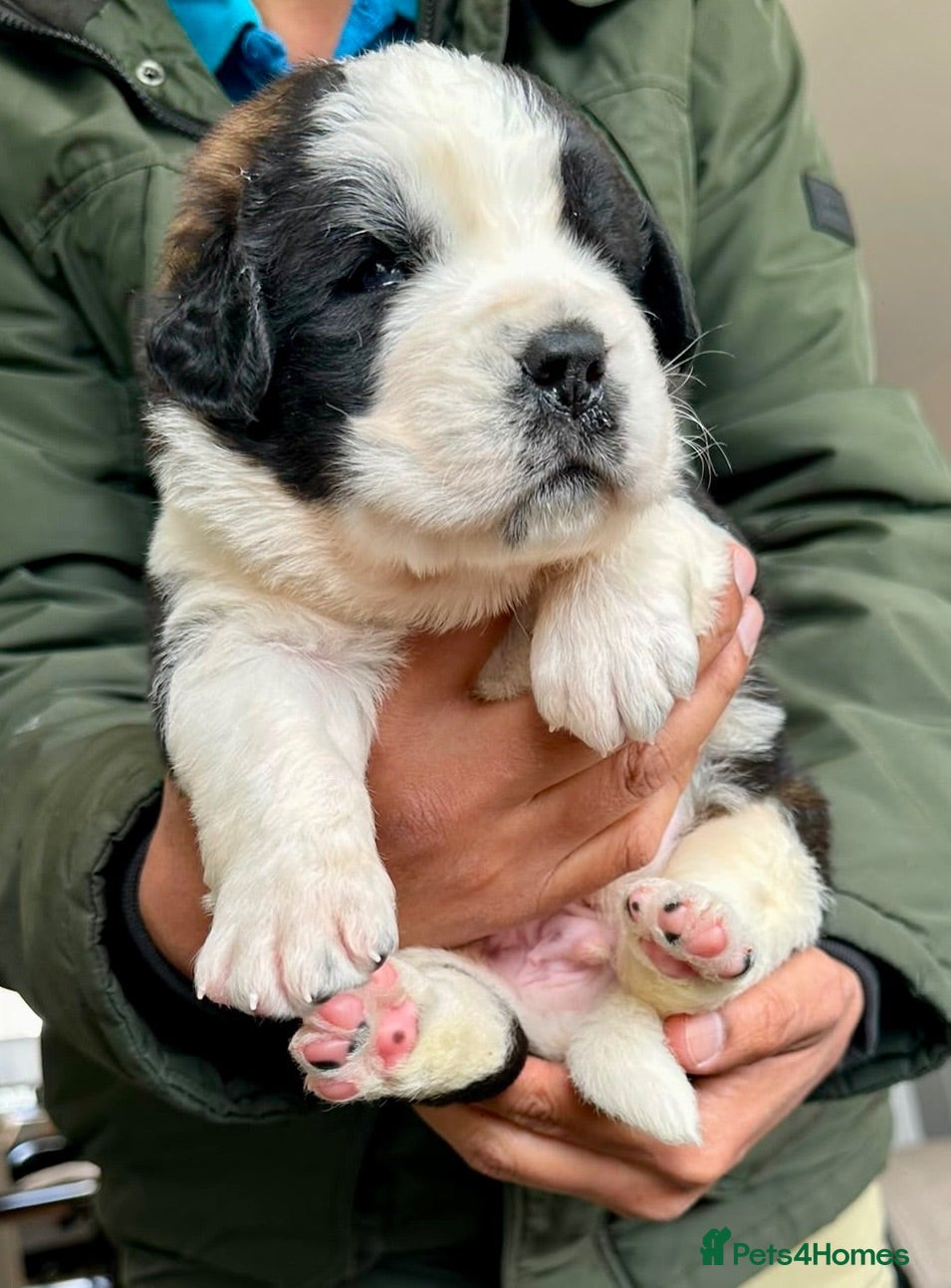 Saint Bernard dogs Beautiful KC registered show quality Puppies.  - Advert 1