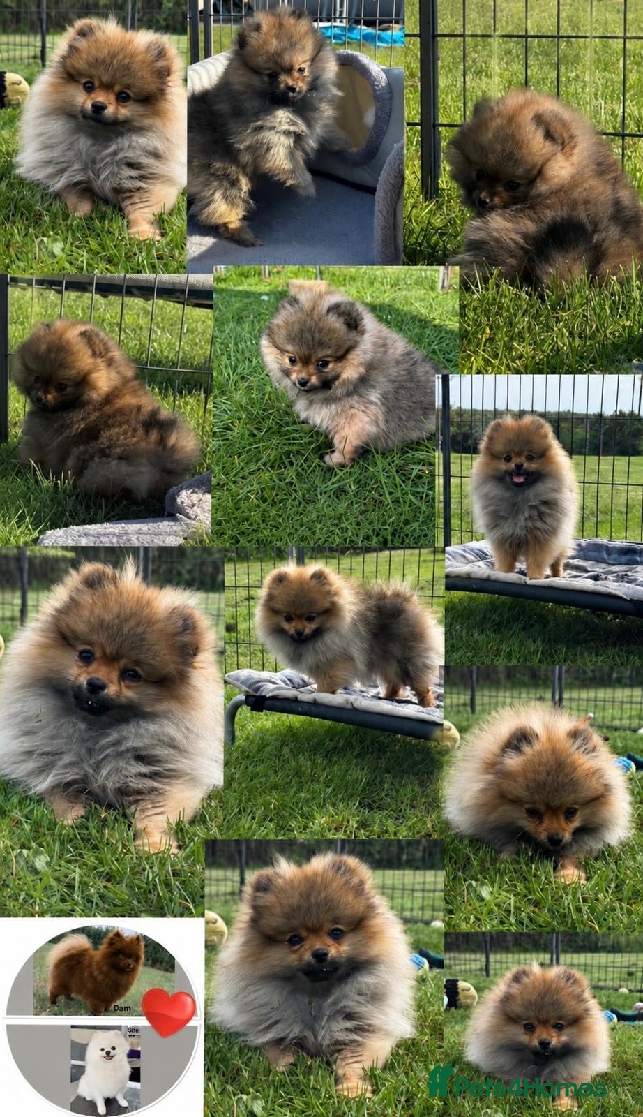 Pomeranian dogs Orange Sable Girl  - Advert 1