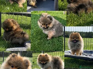 Pomeranian dogs Orange Sable Girl - Advert 1