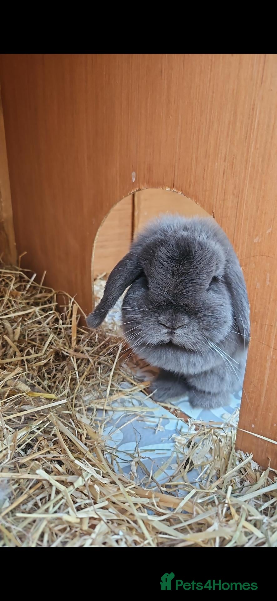 Mini Lop rabbits Rescue bunnies 🐰 💕☘️ - Advert 13