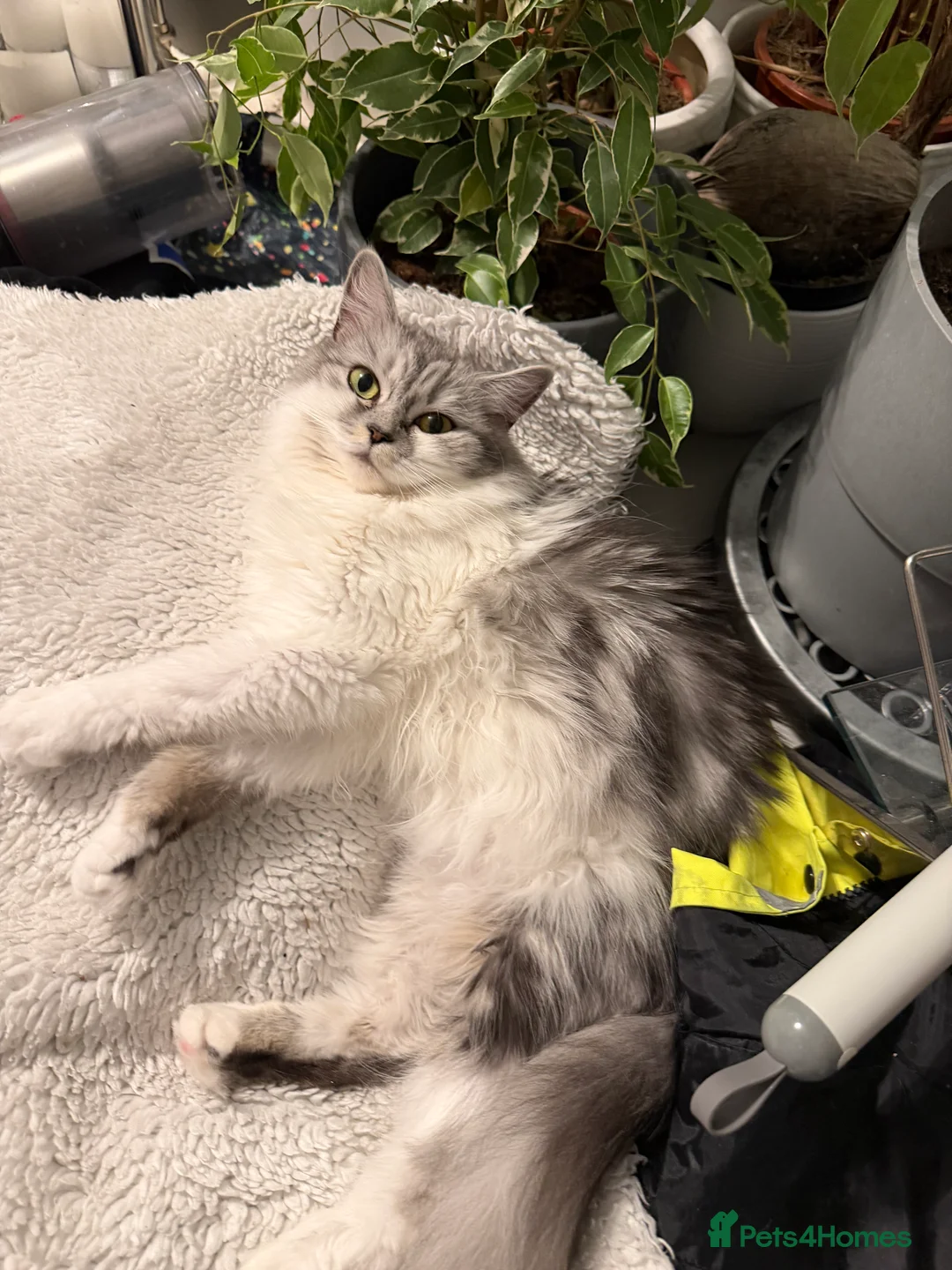 Mixed Breed cats for sale: beautiful persian chinchilla ragdoll babies - Advert 2