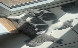 British Shorthair cats for sale: Pedigree British shorthair (Bi colour gene) in Birmingham - Image 7
