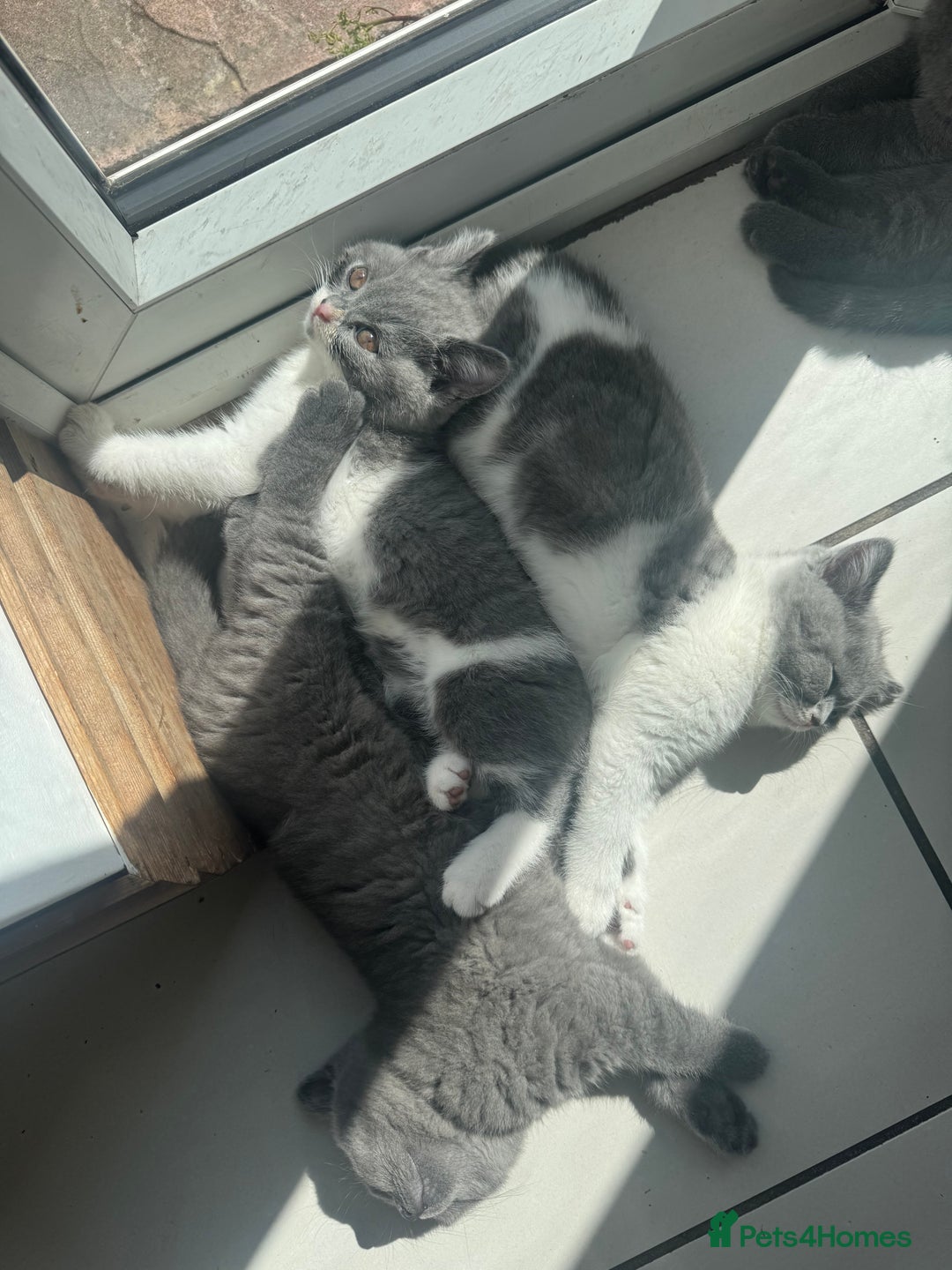 British Shorthair cats for sale: Pedigree British shorthair (Bi colour gene) in Birmingham - Image 7