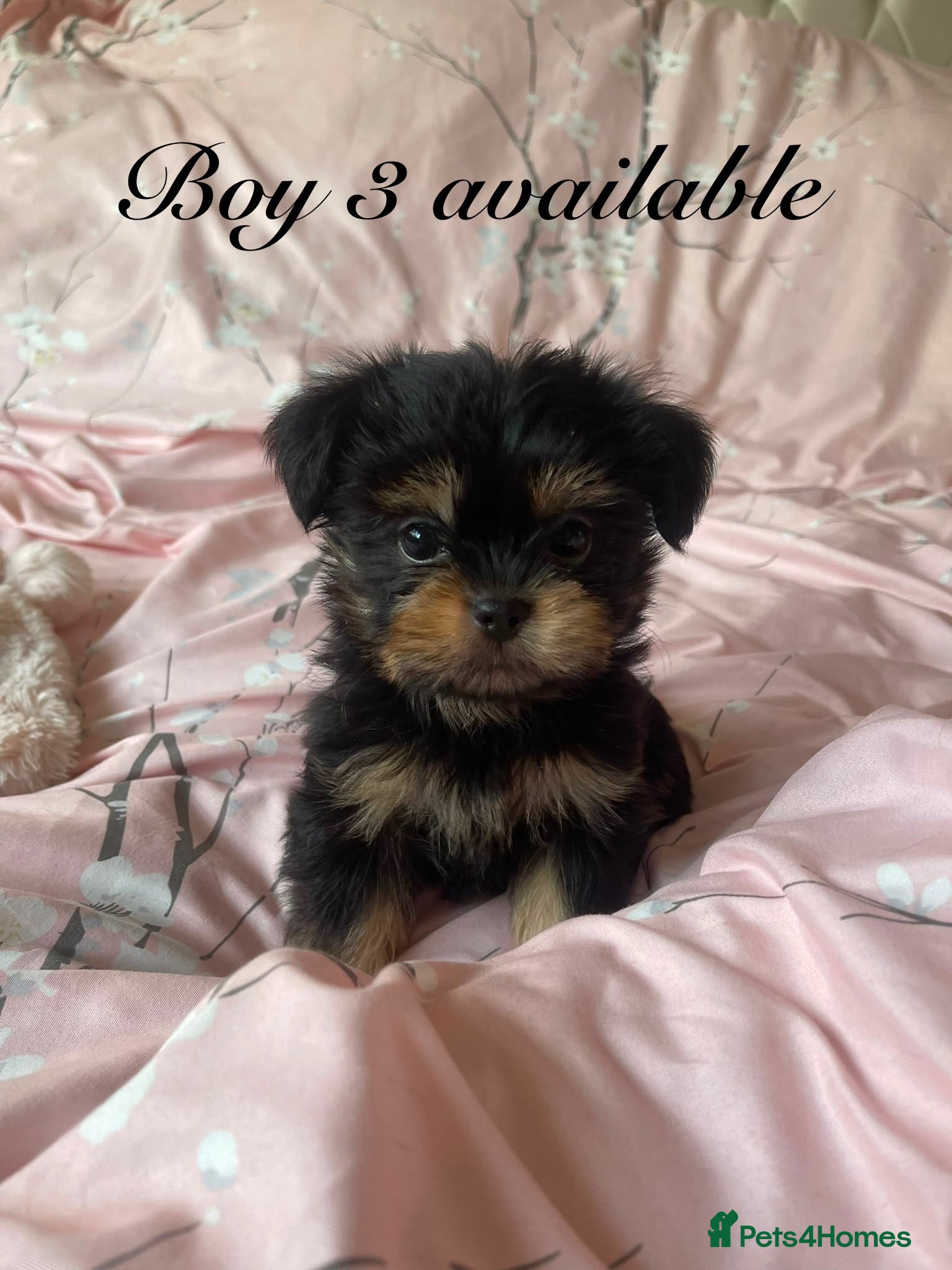 Shorkie dogs Gorgeous Shorkie Puppies Vaccinated &Microchipped  - Advert 1
