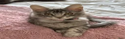 Maine Coon cats for sale: ACTIVE GCCF MAINE COON KITTENS 🐾❤️ - Advert 10