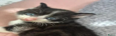 Mixed Breed Kitten 5