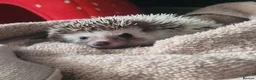 Pygmy Hedgehog rodents for sale: African pygmi headghog  in Mountain Ash - Advert 7
