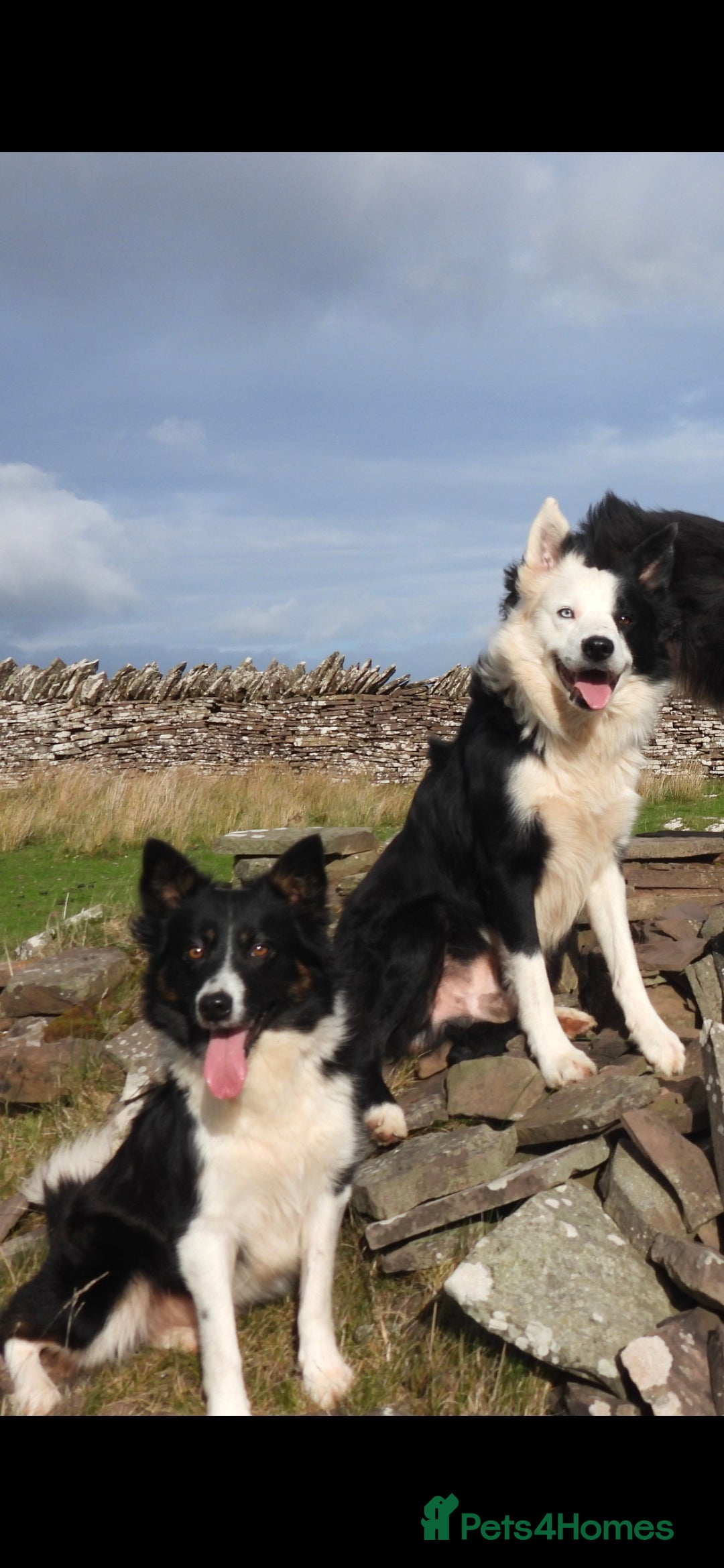 Border Collie dogs for sale: Border collie female pups for sale - Advert 10