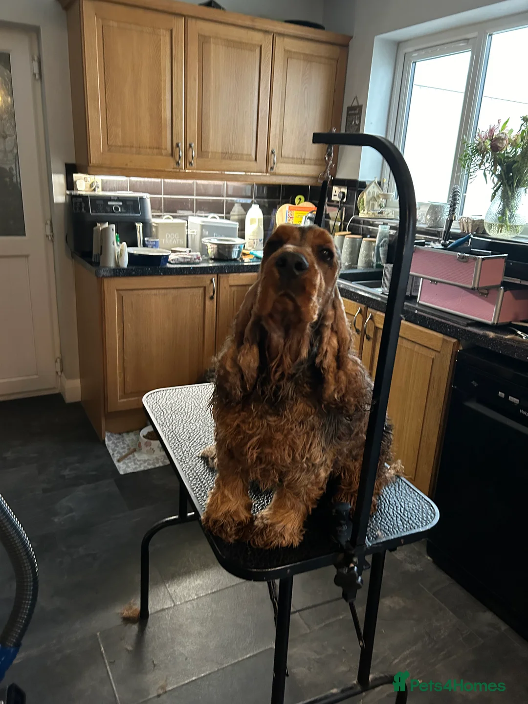 Cocker Spaniel dogs for sale: Cocker spaniel Show type - Advert 2