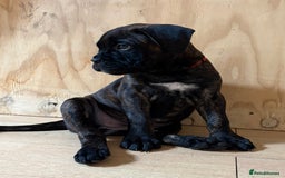 Bullmastiff dogs for sale: 🐾 KC registered bullmastiff female puppy 🐾 - Image 6