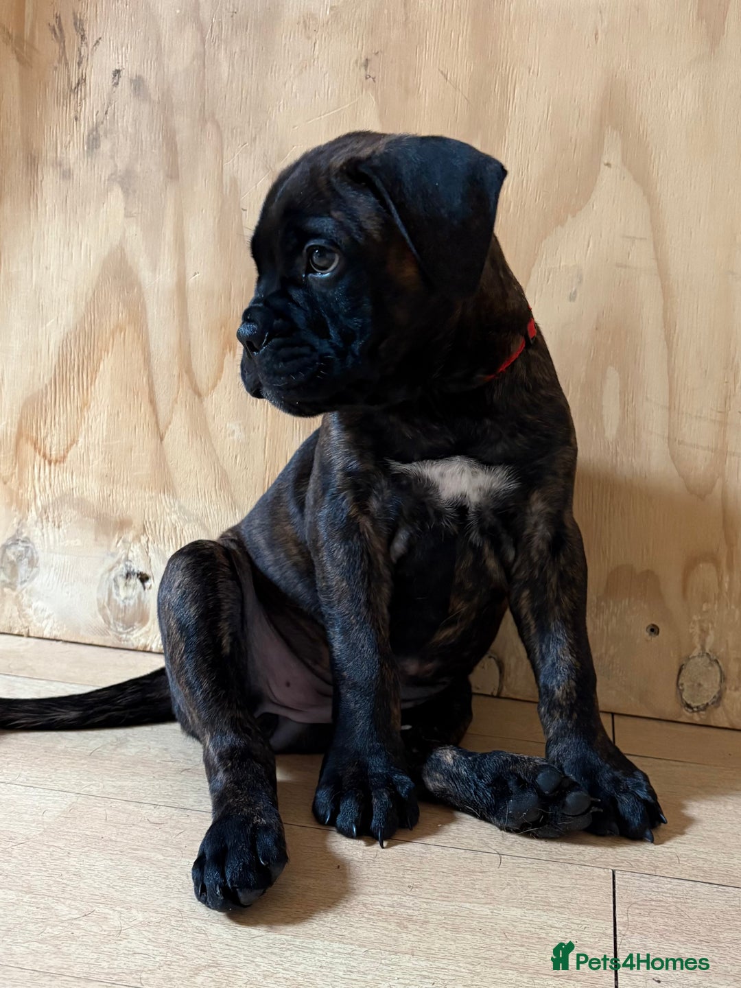 Bullmastiff dogs for sale: 🐾 KC registered bullmastiff female puppy 🐾 - Image 6