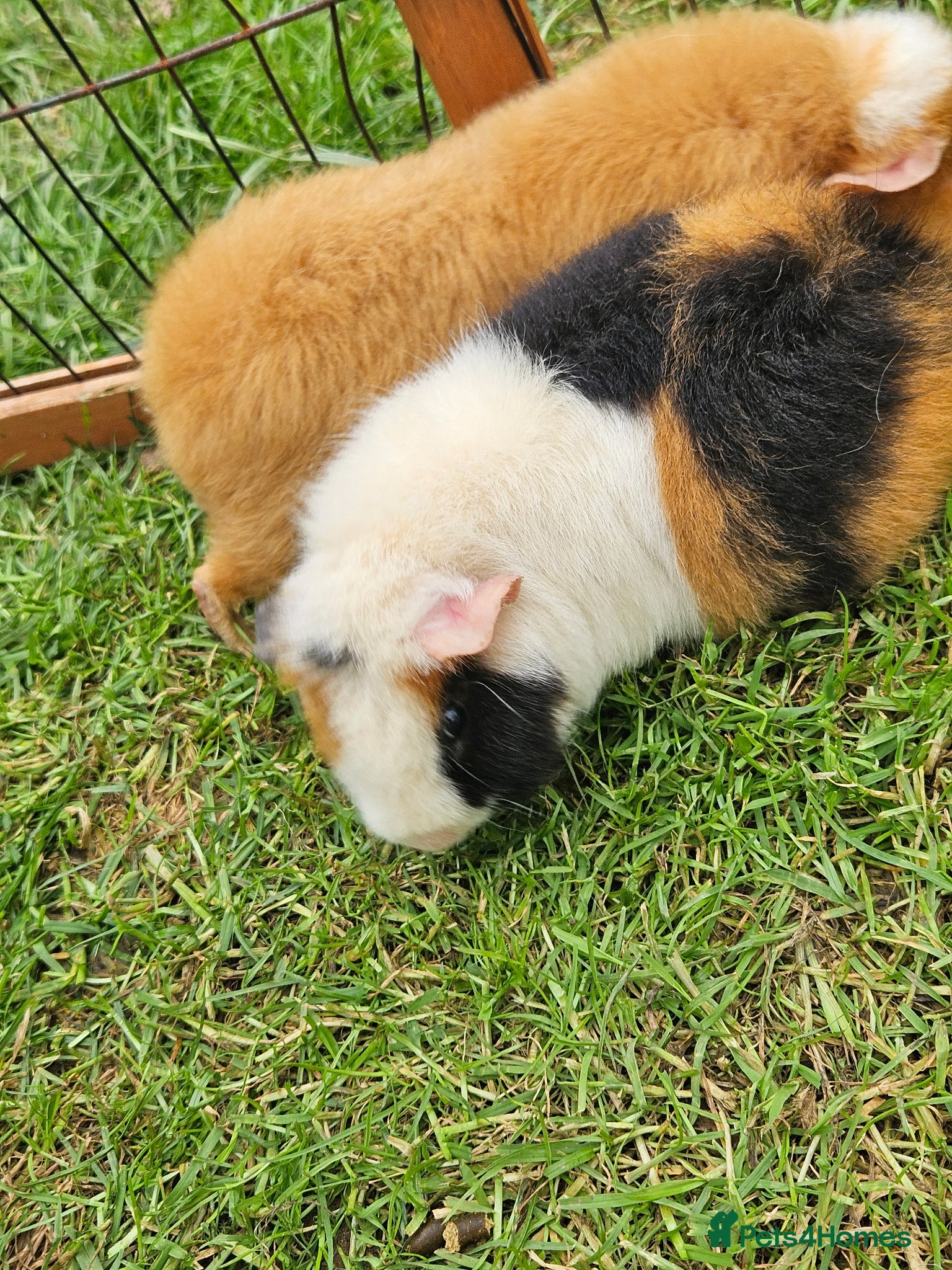Guinea Pig rodents Two male Teddy guinea pigs (brothers) - Advert 3