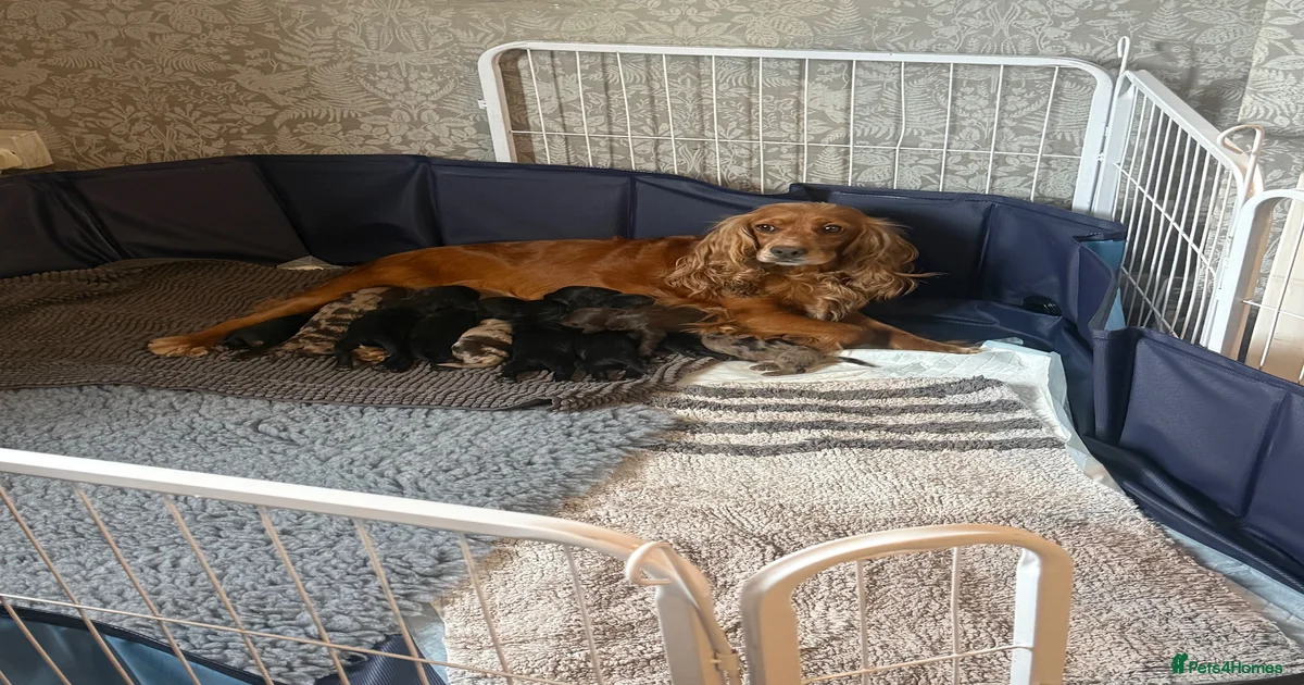 Blue merle poodle Puppies for sale | Pets4Homes