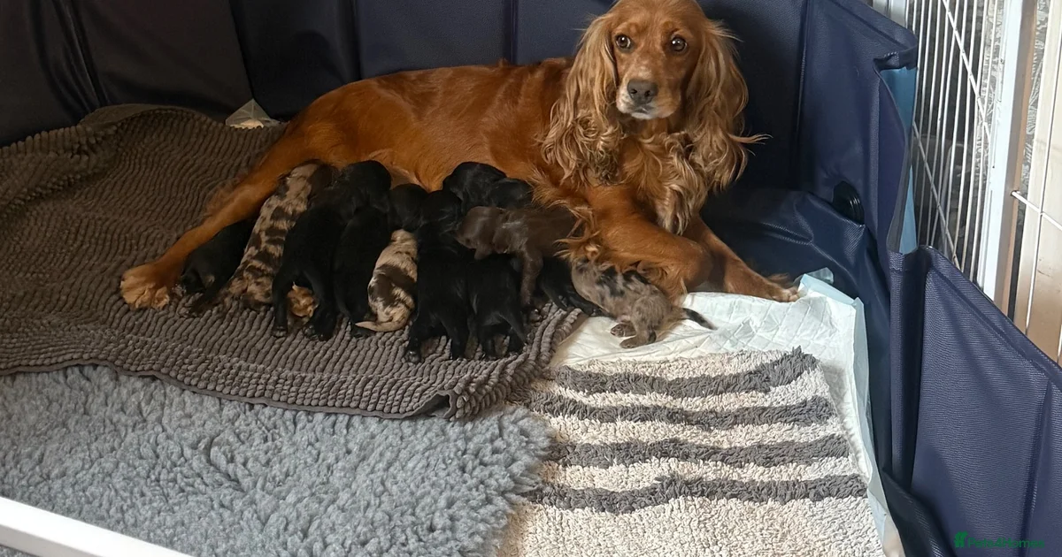 Blue merle poodle Puppies for sale | Pets4Homes