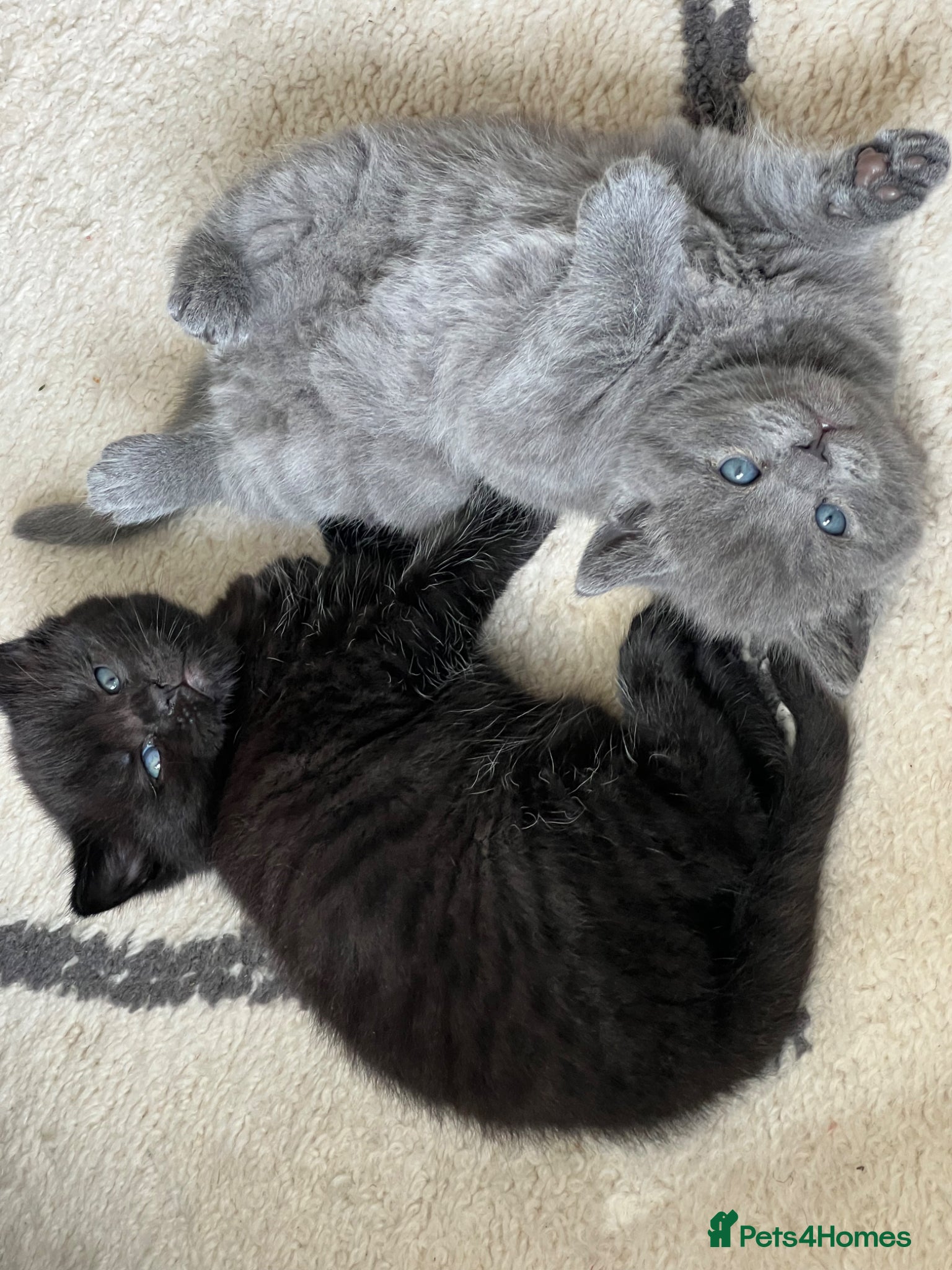 British Shorthair cats My Likac British Shorthair Queen has had 2 kittens - Advert 16