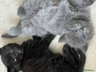 British Shorthair cats My lilac British Shorthair Queen has had 2 kittens - Advert 2